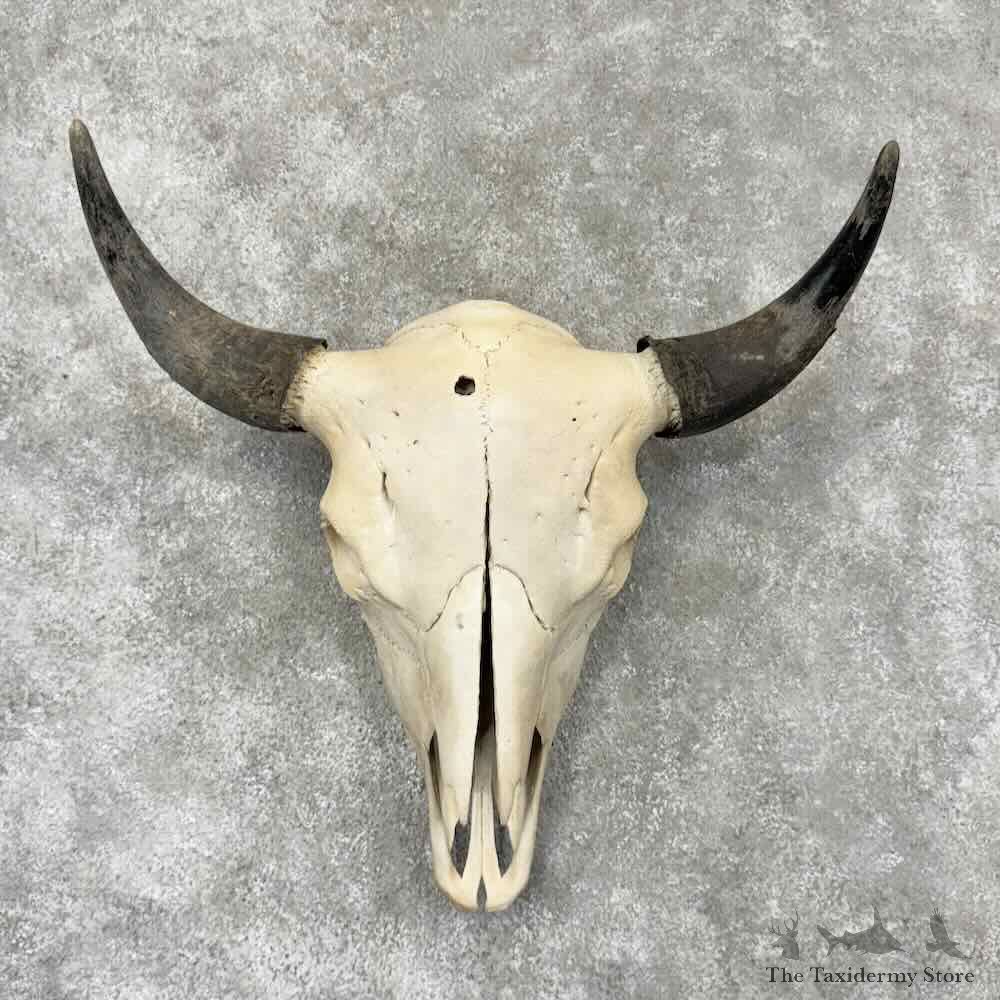 American Buffalo Bison Skull Mount For Sale #30443 @ The Taxidermy Store