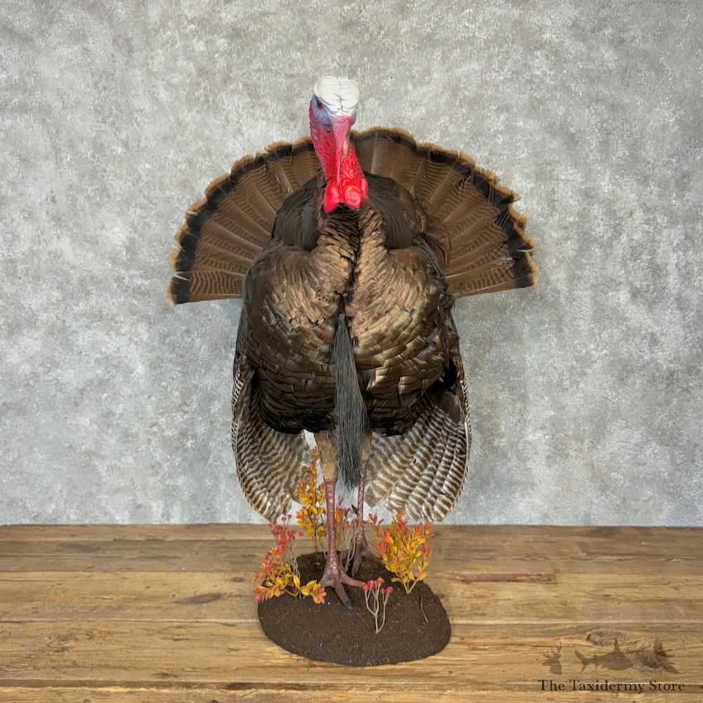 Eastern Turkey Bird Mount For Sale #29785 @ The Taxidermy Store