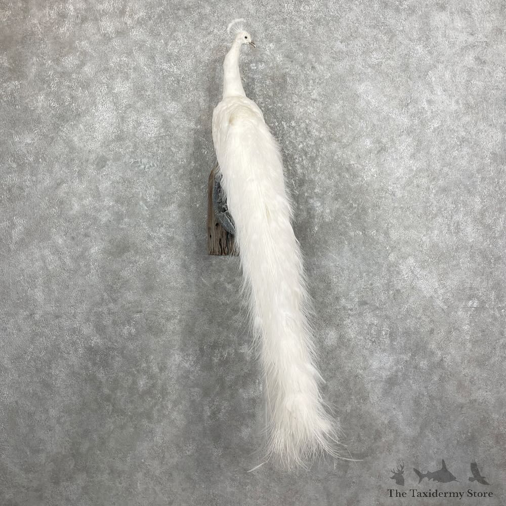White Peacock Bird Mount For Sale #27322 @ The Taxidermy Store