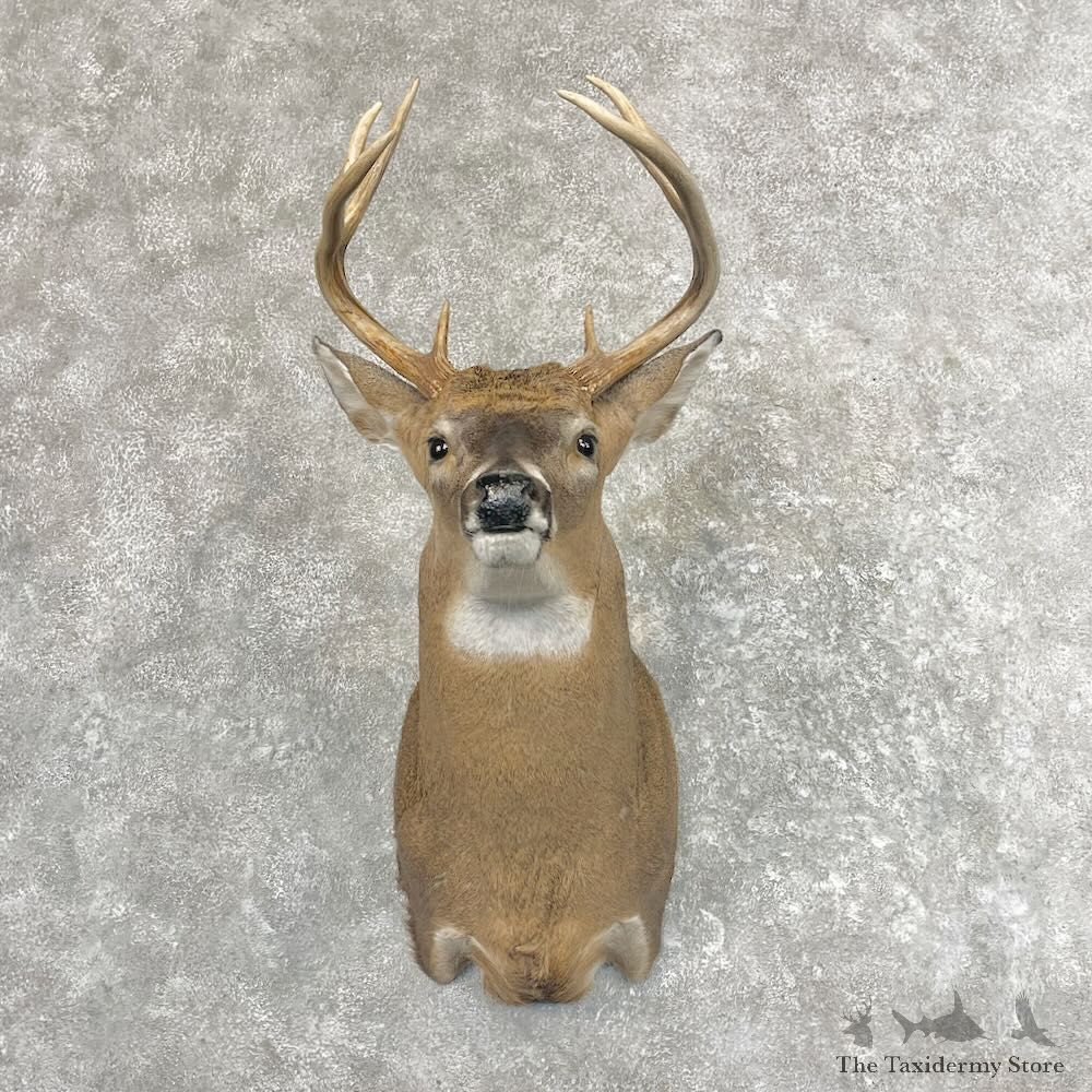 Whitetail Deer Shoulder Mount For Sale #27645 - The Taxidermy Store