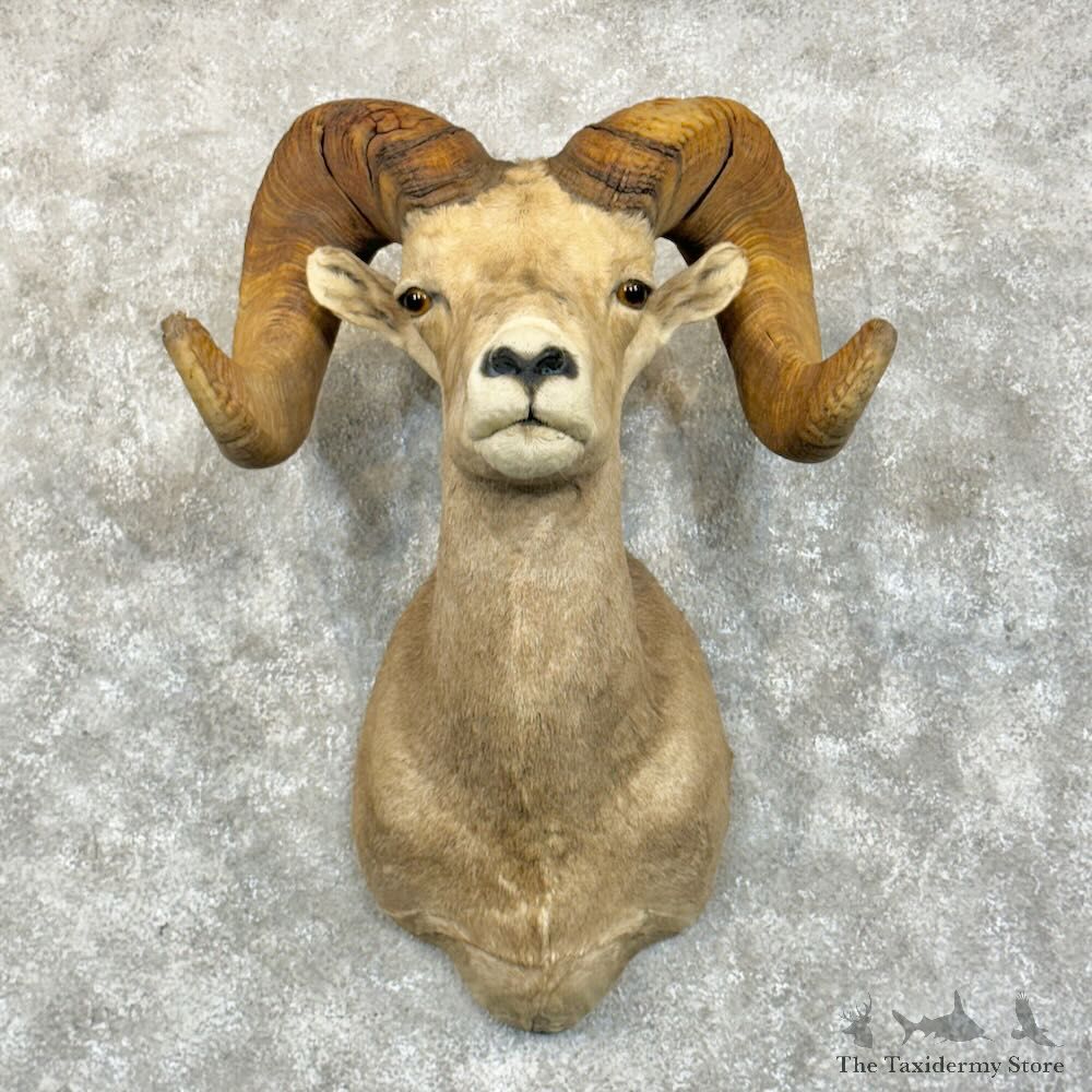 Desert Bighorn Sheep Shoulder Mount For Sale #28847 @ The Taxidermy Store