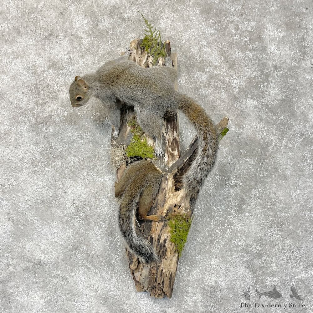 Grey Squirrel Pair Life-Size Mount For Sale #28719 @ The Taxidermy Store