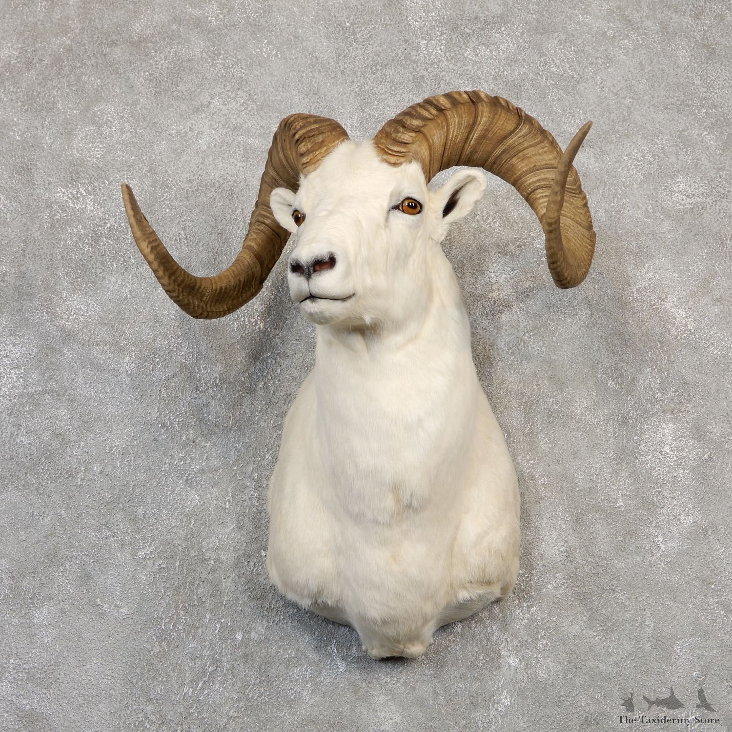 Dall Sheep Shoulder Mount For Sale #19991 @ The Taxidermy Store