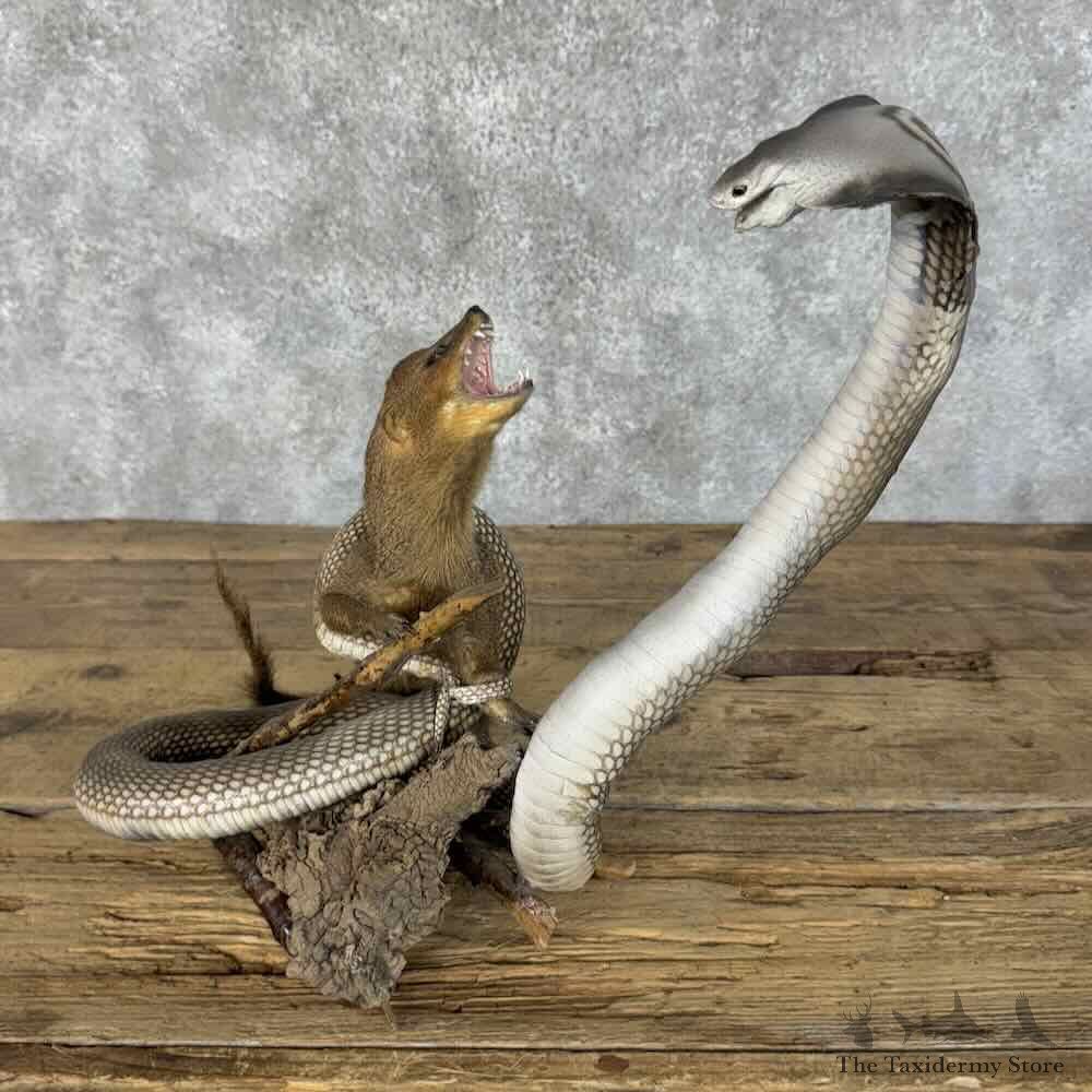 Monocled Cobra and Brown Mongoose Scene For Sale #31394 @ The Taxidermy Store