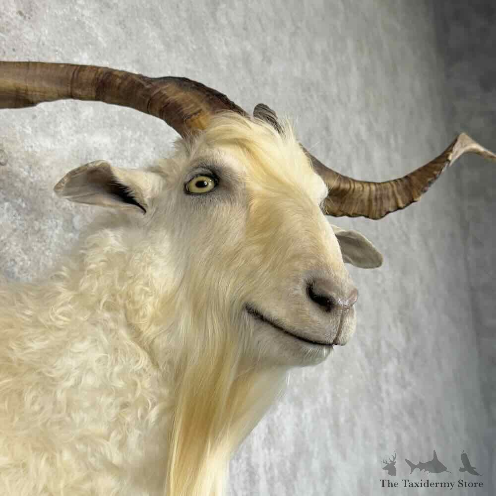 Feral Goat Shoulder Mount For Sale #30938 @ The Taxidermy Store