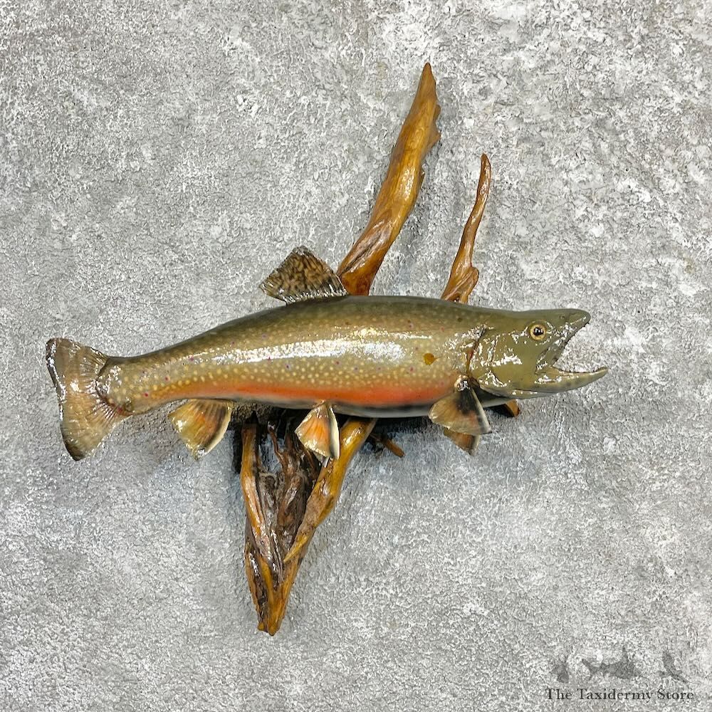Brook Trout Fish Mount For Sale #27251 @ The Taxidermy Store