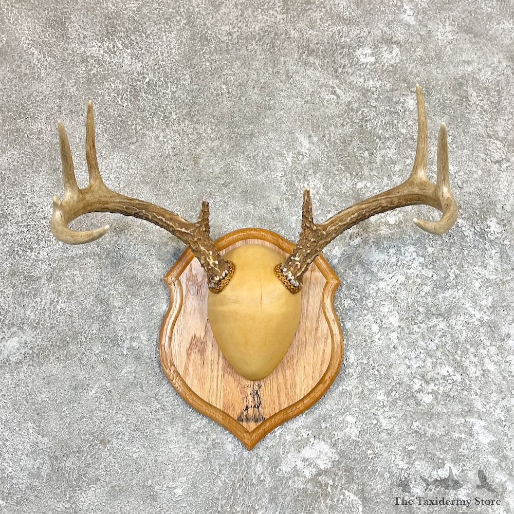 Whitetail Deer Antler Plaque Taxidermy For Sale #26608 @ The Taxidermy Store