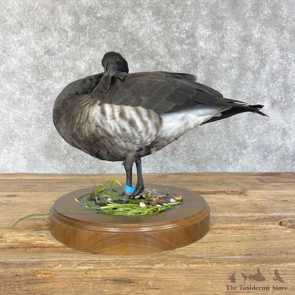 Brant Goose Bird Mount For Sale #28538 @ The Taxidermy Store