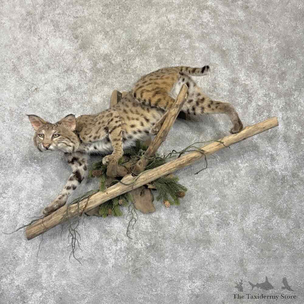 Bobcat Life Size Mount For Sale #32259 @ The Taxidermy Store
