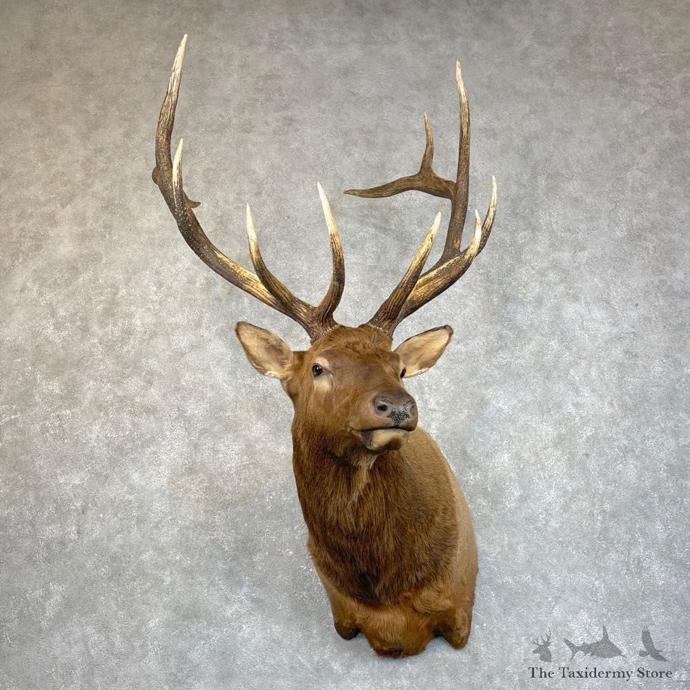Rocky Mountain Elk Shoulder Mount For Sale #24224 @ The Taxidermy Store