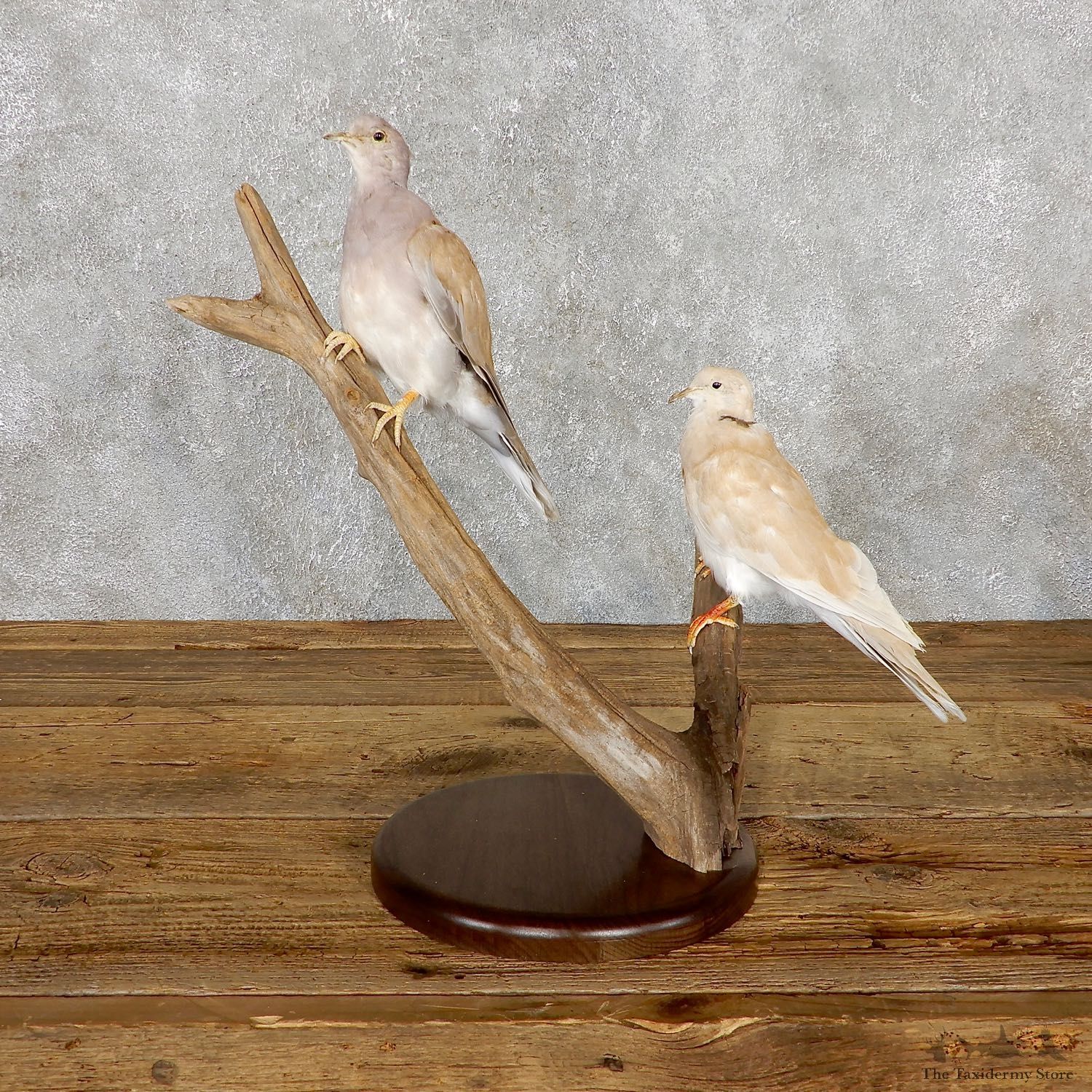 Collard Dove Taxidermy Mount For Sale 19488 @ The Taxidermy Store
