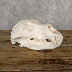 Inland Grizzly Bear Skull Mount For Sale #18897@ The Taxidermy Store