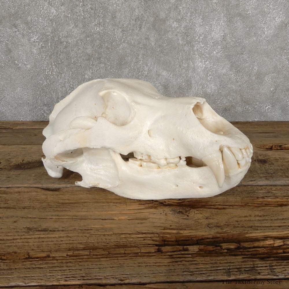 Inland Grizzly Bear Skull Mount For Sale #18897@ The Taxidermy Store