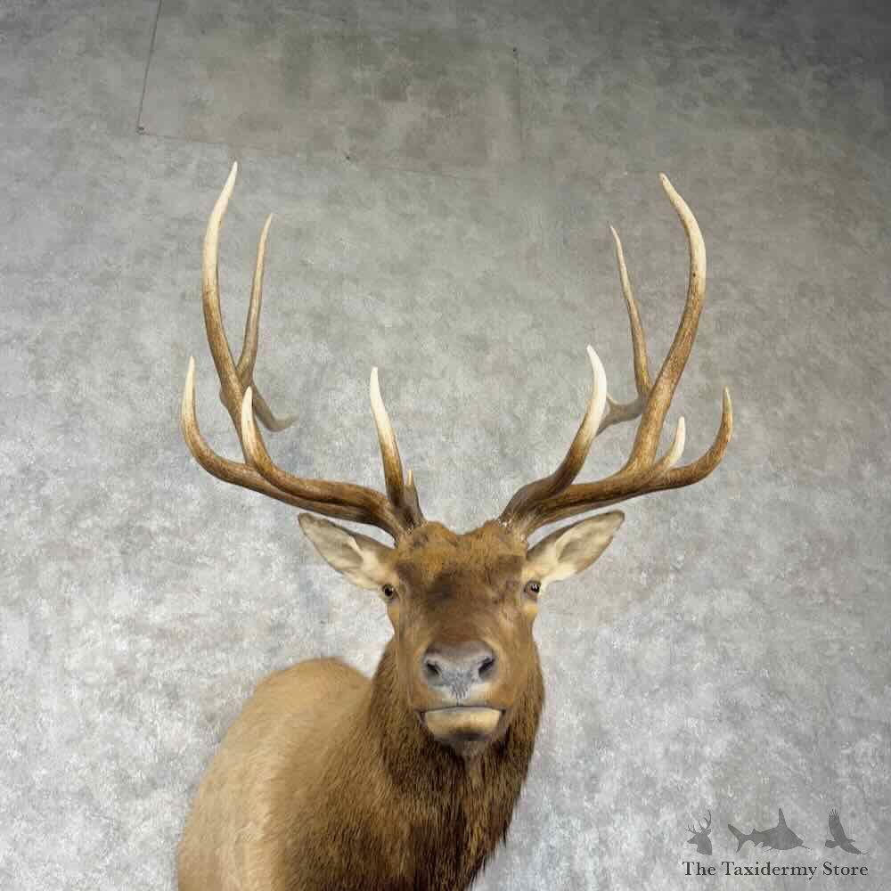 Rocky Mountain Elk Shoulder Mount For Sale #30368 @ The Taxidermy Store
