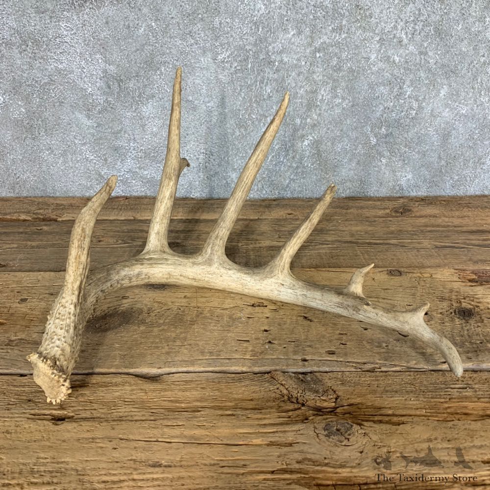 Whitetail Deer Antler Shed For Sale #21498 @ The Taxidermy Store