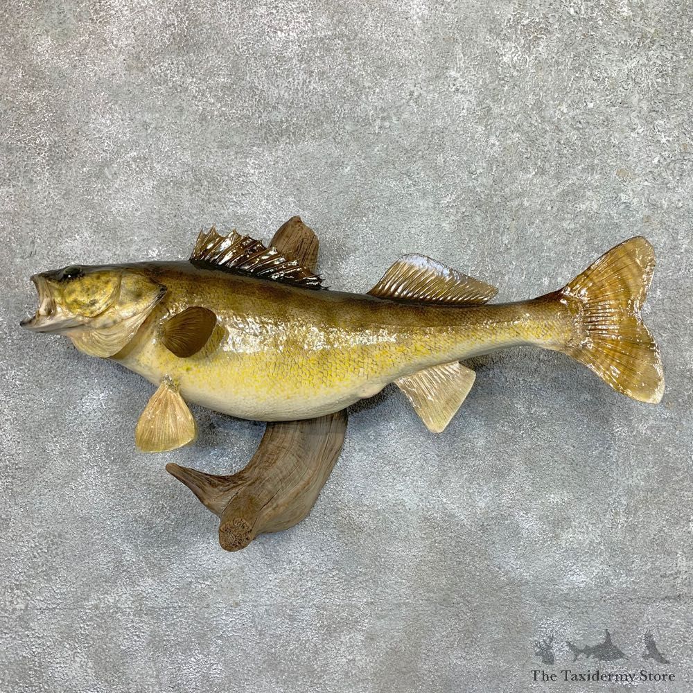 Walleye Taxidermy Fish Mount #23677 For Sale @ The Taxidermy Store