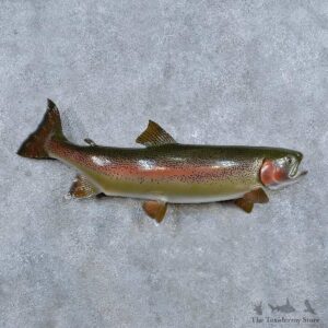 Rainbow Trout Fish Mount For Sale #14333 @ The Taxidermy Store