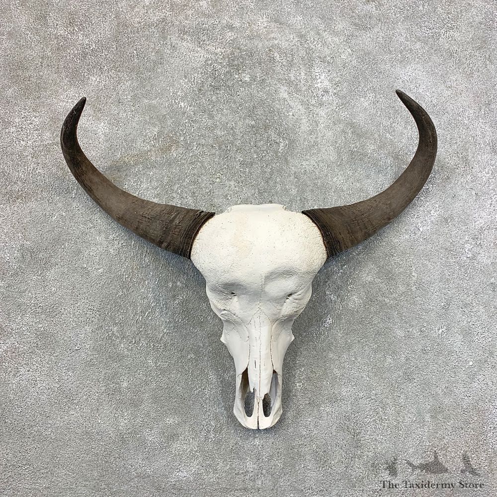 Water Buffalo Skull And Horn Taxidermy Mount #21525 For Sale @ The Taxidermy Store