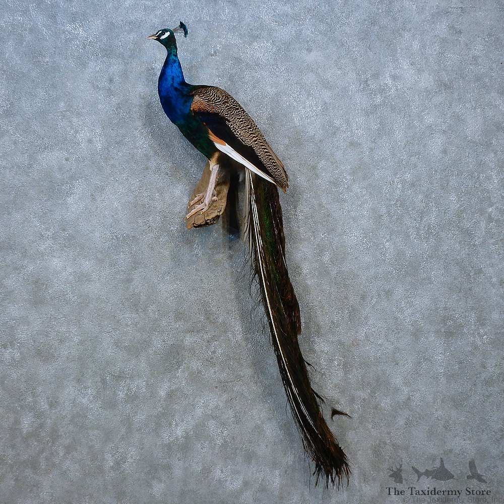 Indian Peacock Bird Mount For Sale #15335 @ The Taxidermy Store