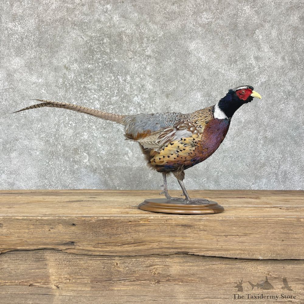 Ringneck Pheasant Bird Mount For Sale #26352 @ The Taxidermy Store