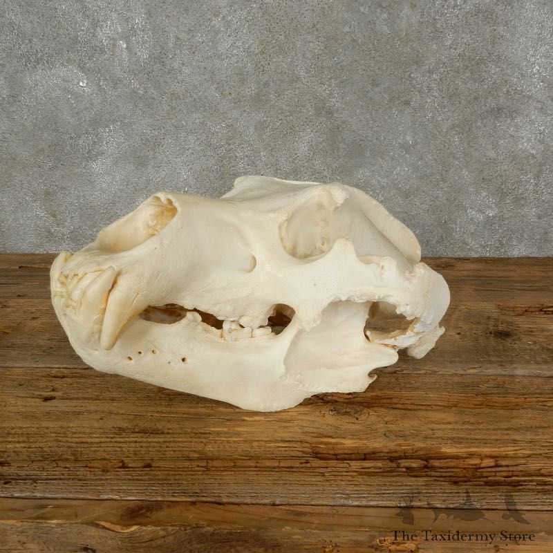 Brown Bear Life-Size Mount For Sale #17481 @ The Taxidermy Store