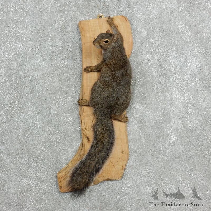 Grey Squirrel Life-Size Mount For Sale #18115 @ The Taxidermy Store