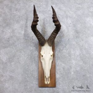 Hartebeest Skull & Horn European Mount For Sale #18698 @ The Taxidermy Store