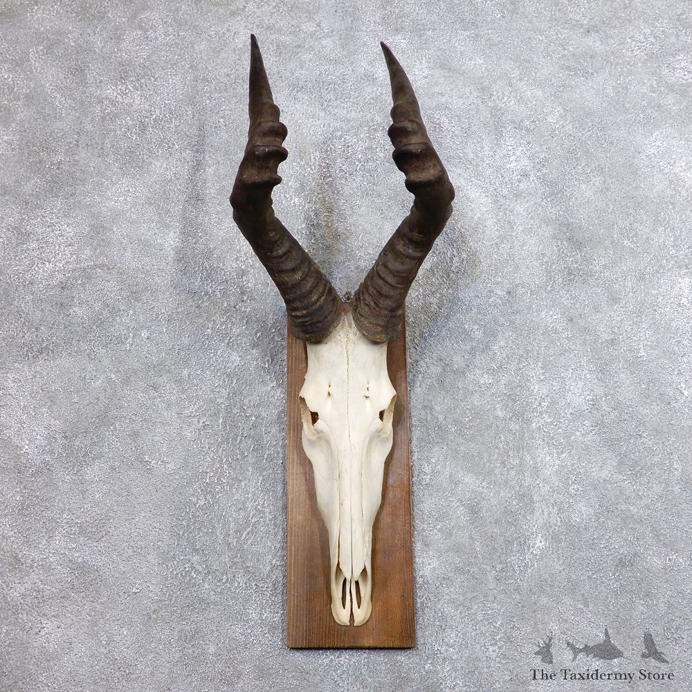 Hartebeest Skull & Horn European Mount For Sale #18698 @ The Taxidermy Store