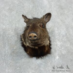 Peccary Taxidermy Mount For Sale #17924 @ The Taxidermy Store