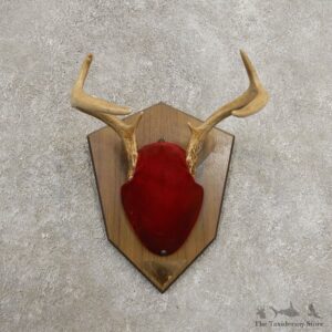 Whitetail Deer Antler Plaque Mount For Sale #20993 @ The Taxidermy Store