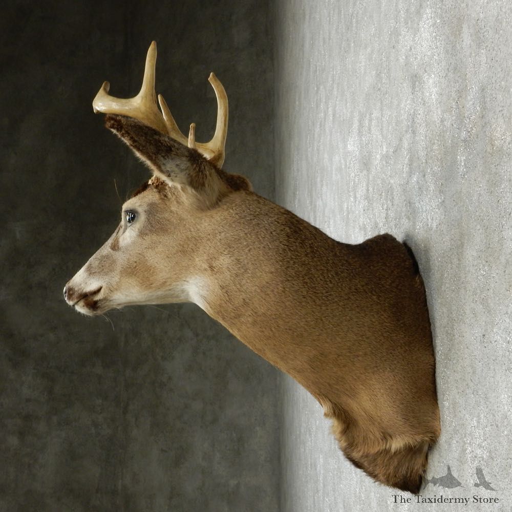 Whitetail Deer Taxidermy Shoulder Mount #13166 For Sale @ The Taxidermy Store