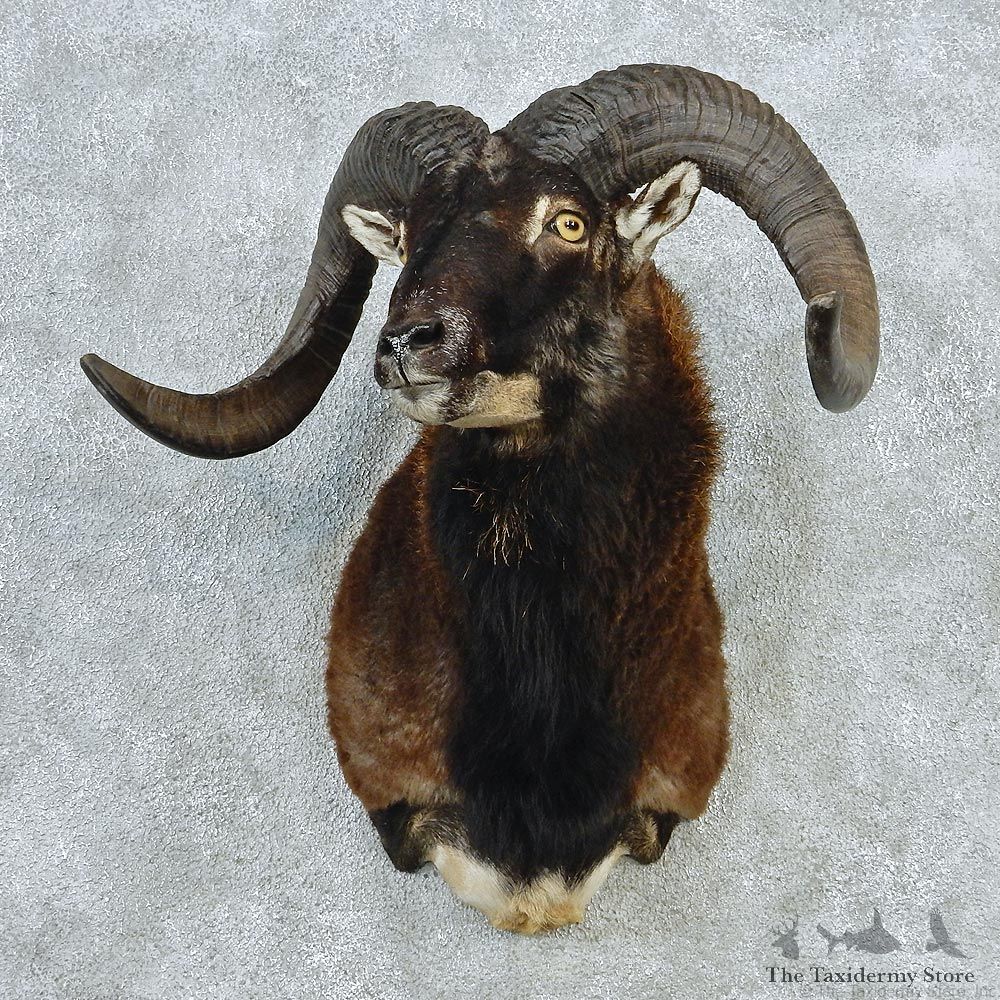 Corsican Ram Sheep Taxidermy Shoulder Mount #12715 For Sale @ The Taxidermy Store