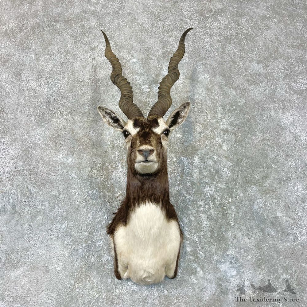 India Blackbuck Shoulder Mount For Sale #26944 @ The Taxidermy Store