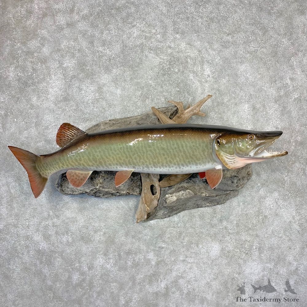 Muskie Reproduction Fish Mount For Sale #21606 @ The Taxidermy Store
