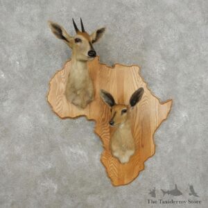 African Southern Duiker Shoulder Mount For Sale #17415 @ The Taxidermy Store