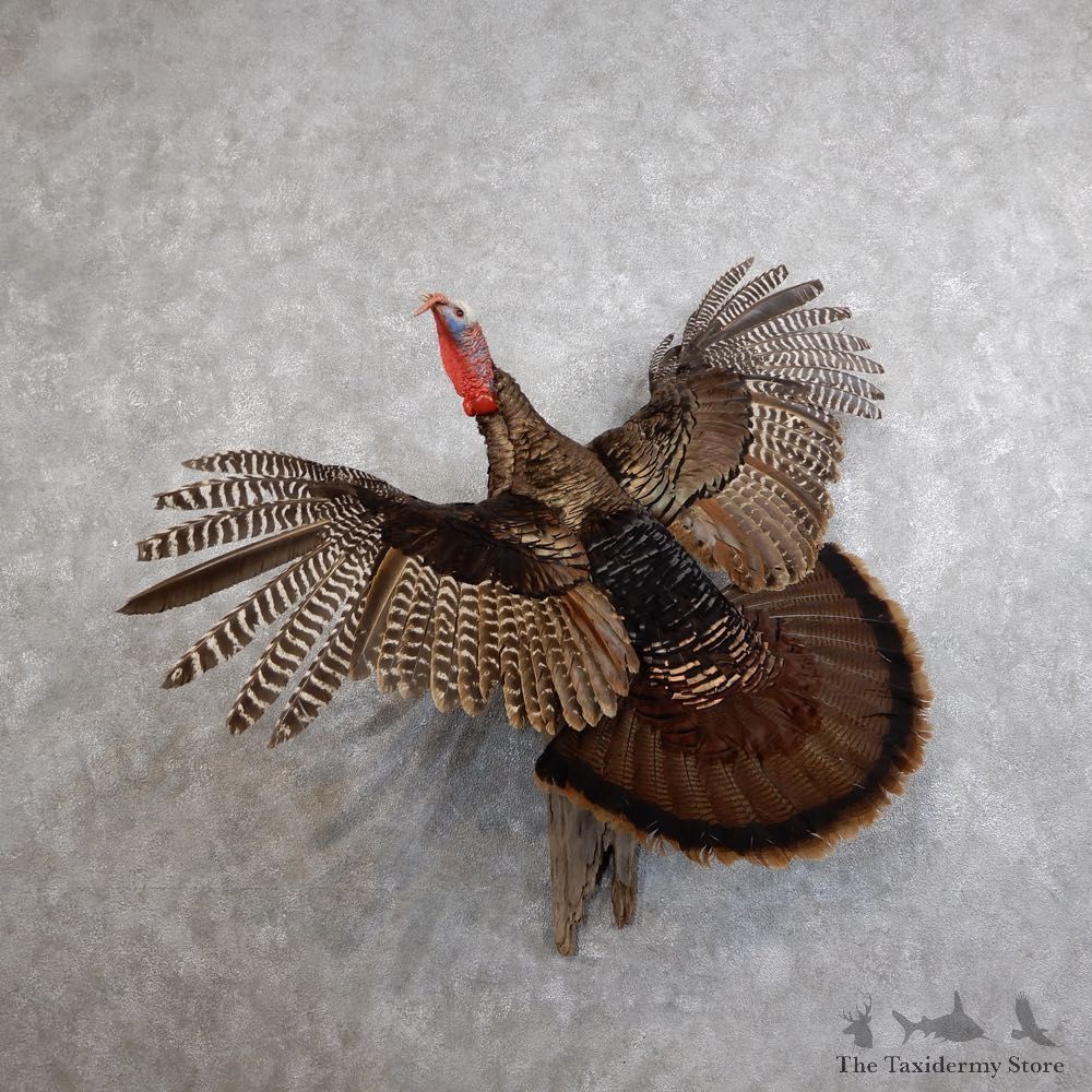 Eastern Turkey Bird Mount For Sale #18570 @ The Taxidermy Store