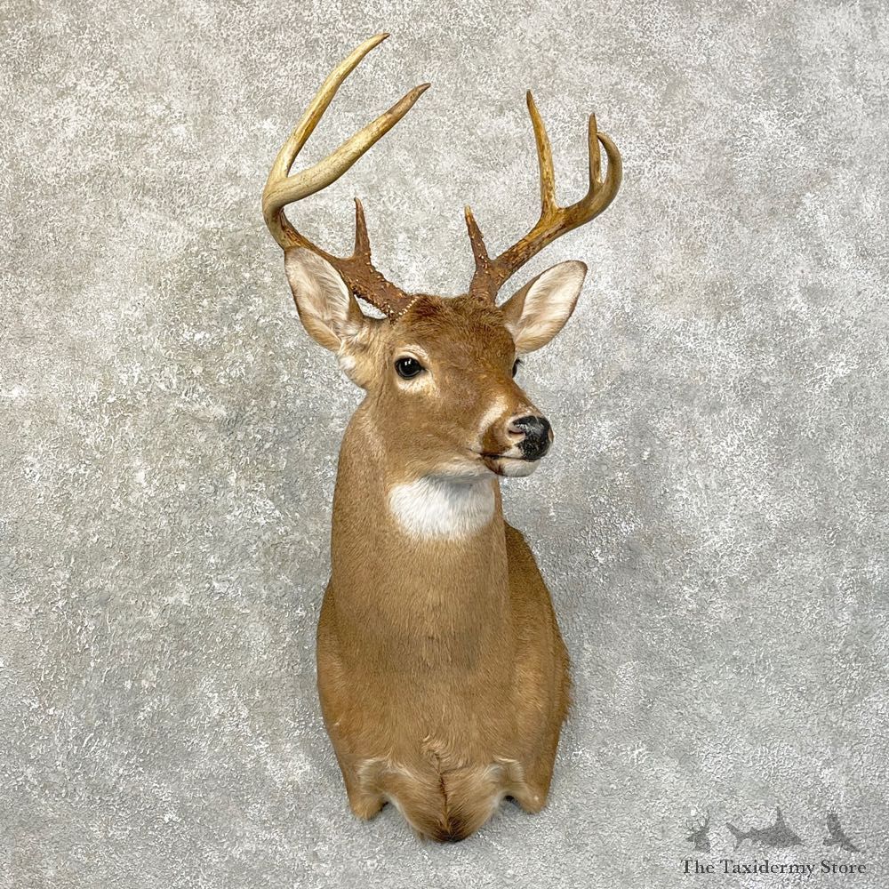 Whitetail Deer Shoulder Mount #24617 For Sale - The Taxidermy Store