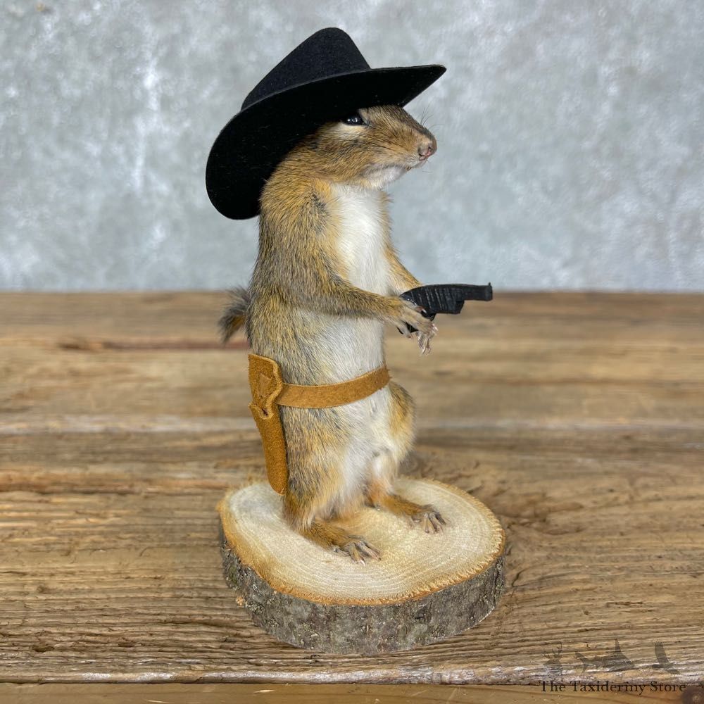Cowboy Chipmunk Novelty Mount For Sale #24343 @ The Taxidermy Store