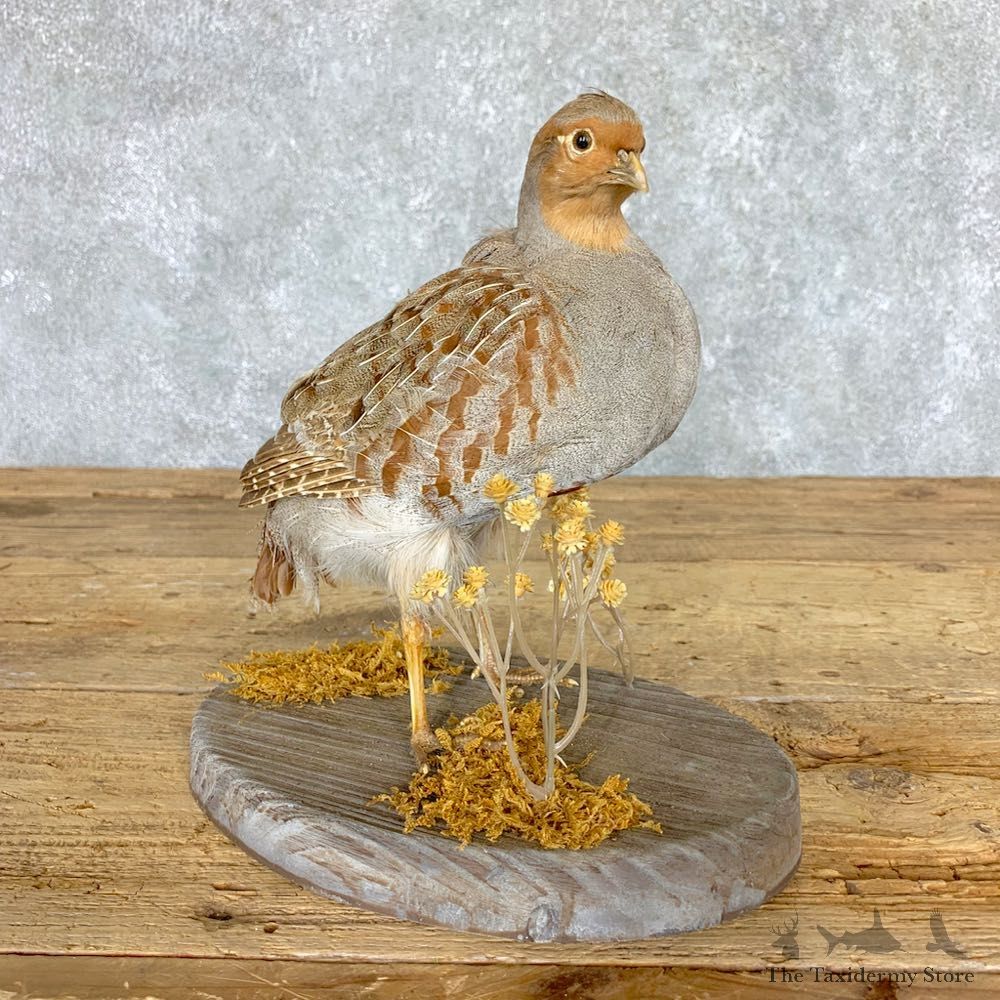 Hungarian Grey Partridge Taxidermy Mount #21765 For Sale @ The Taxidermy Store