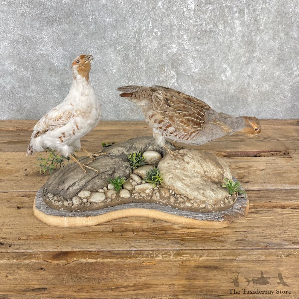 Hungarian Taxidermy Mount For Sale #26008 @ The Taxidermy Store