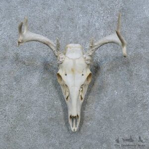 Whitetail Deer Skull Antler European Mount For Sale #15377 @ The Taxidermy Store