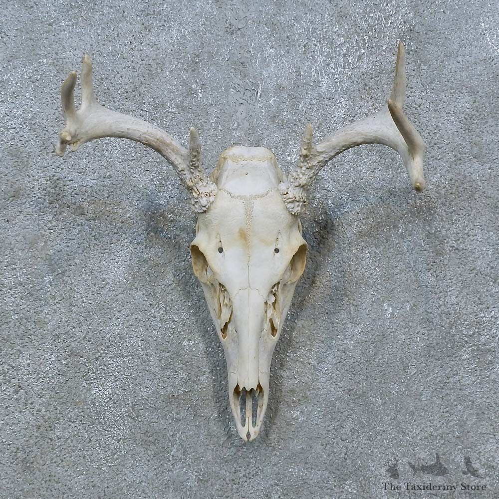 Whitetail Deer Skull Antler European Mount For Sale #15377 @ The Taxidermy Store
