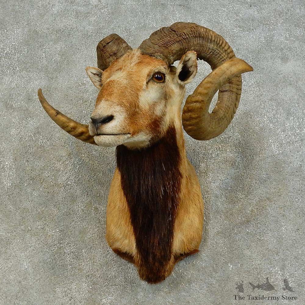 Corsican Ram Shoulder Mount For Sale #16452 @ The Taxidermy Store