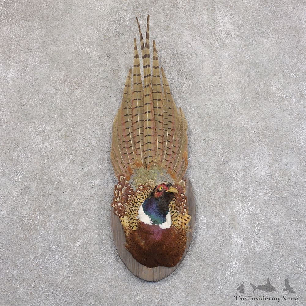 Ringneck Pheasant Bird Mount For Sale #22217 @ The Taxidermy Store