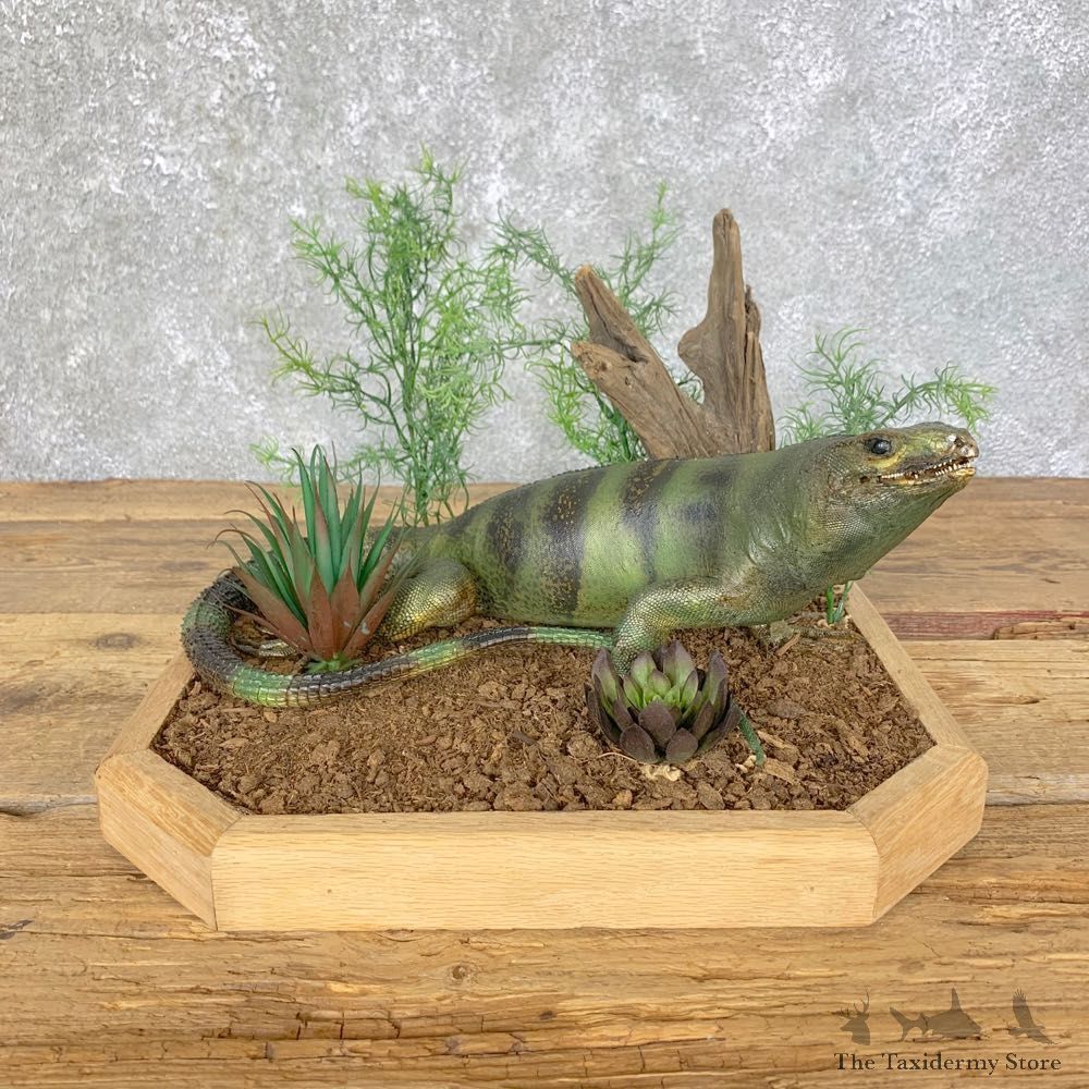 Green Iguana Mount For Sale #23924 @ The Taxidermy Store