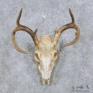 Whitetail Deer Skull Antler Mount For Sale #14066 @ The Taxidermy Store