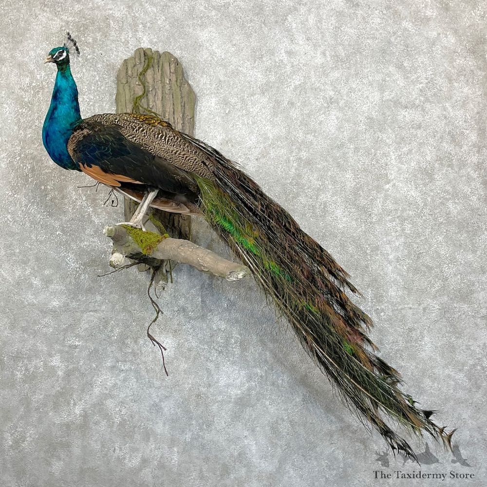Blue Indian Peacock Bird Mount For Sale #24477 @ The Taxidermy Store