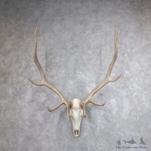 Rocky Mountain Elk Skull European Mount For Sale #18618 @ The Taxidermy Store