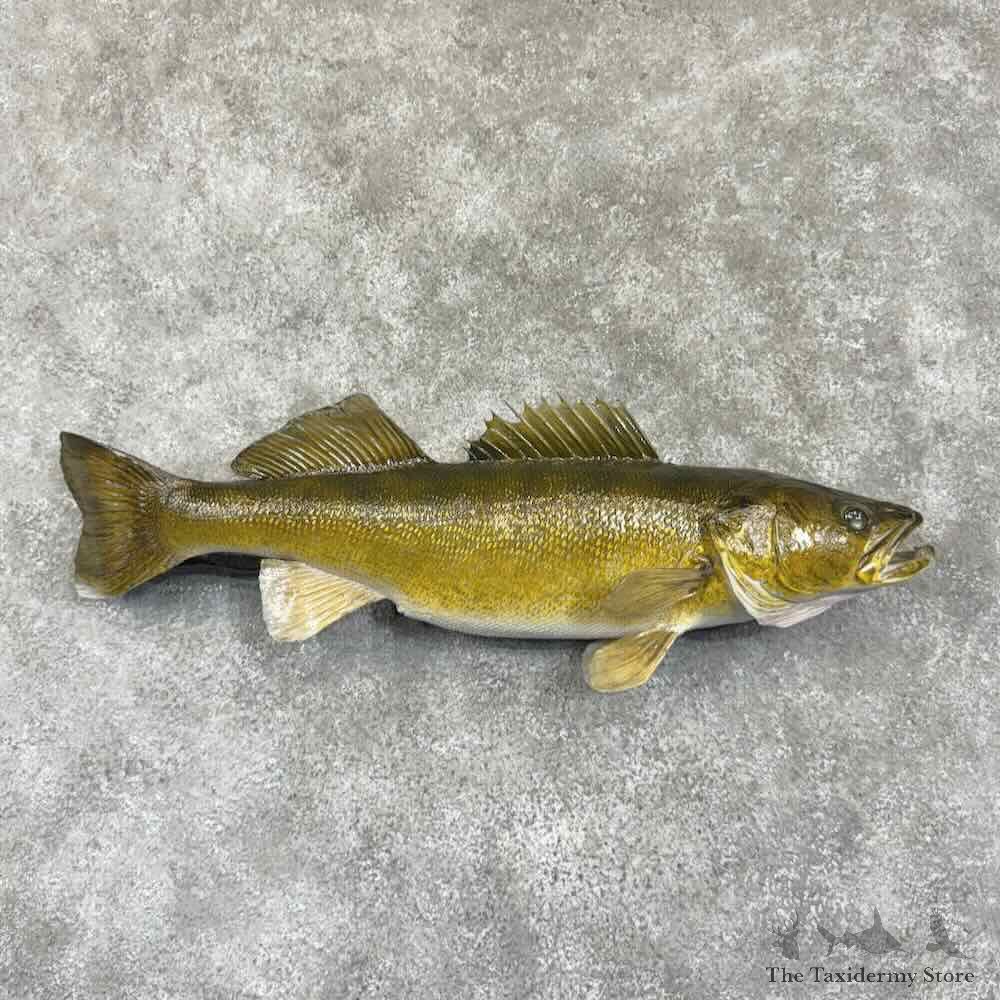 Walleye Fish Mount For Sale #30742 @ The Taxidermy Store