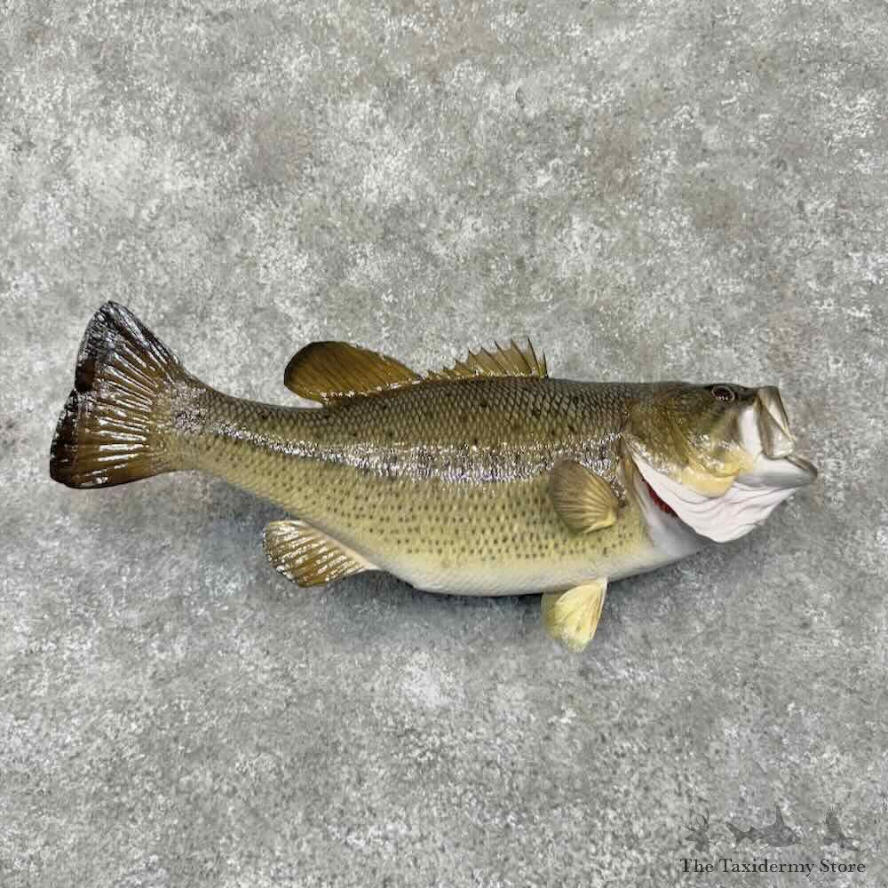 Largemouth Bass Fish Mount For Sale #31686 @ The Taxidermy Store
